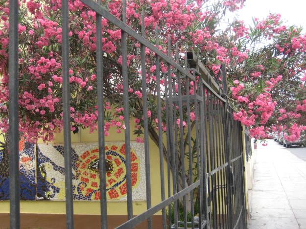 Puno nog volop in bloei 2 IMG_6950