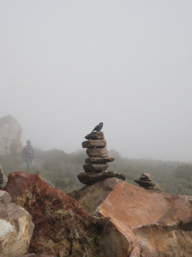 Vogel op stapel rotsen IMG_6991